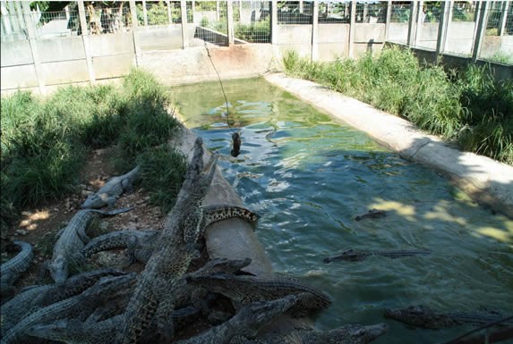 crocodile in hatchery jumping towards bait