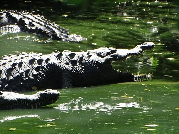 Cocodrilos en el monte Cabaniguan, Las Tunas 