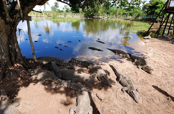 group of crocodiles in lake surrounded by greenery