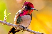 hummingbird perched on a branch