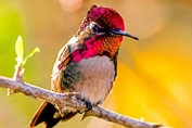 colibrí posado en una rama