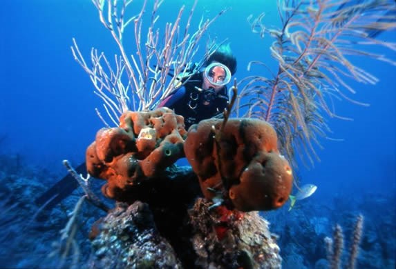 diver in the ocean in front of small coral