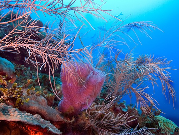 colorida barrera coralina bajo el mar