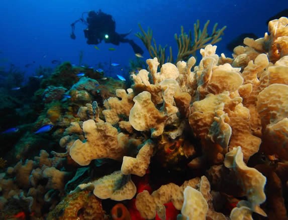 buzo rodeado de corales en el océano