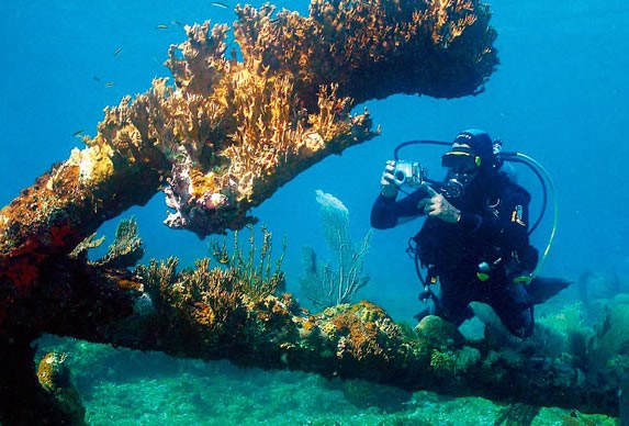 diver photographing corals on the seabed