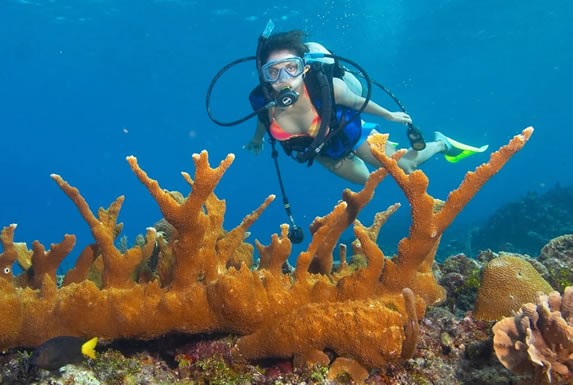diver observing colorful corals in the ocean