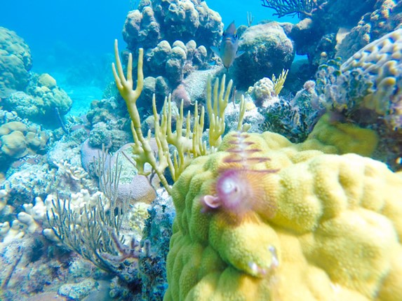 corales bajo el mar 
