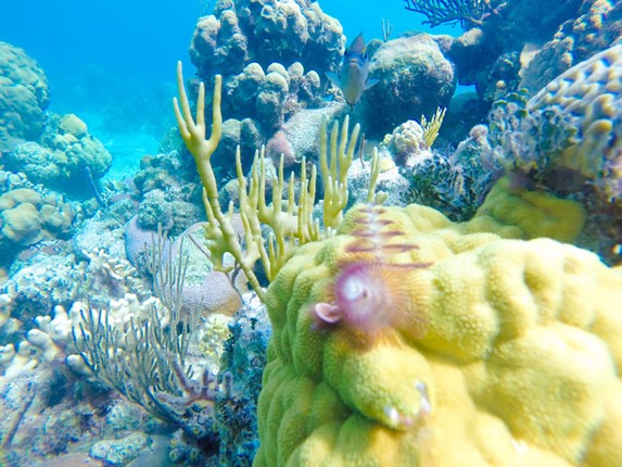 corals under the sea