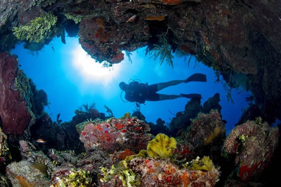 buzo bajo el agua observando corales