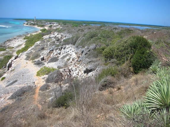 coastline with rocky surface and vegetation