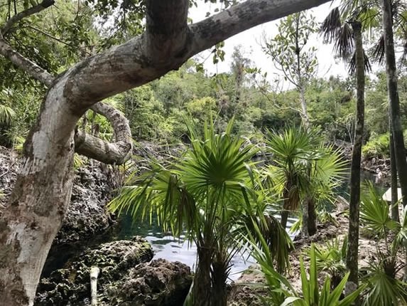 vista de una laguna rodeada de vegetación