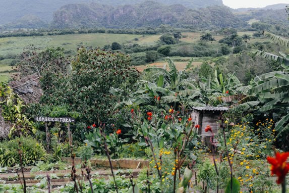orchard surrounded by vegetation and mountains 