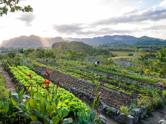 orchard surrounded by vegetation and mountains 