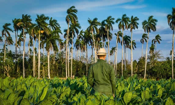 campo de cultivo de tabaco con palmeras