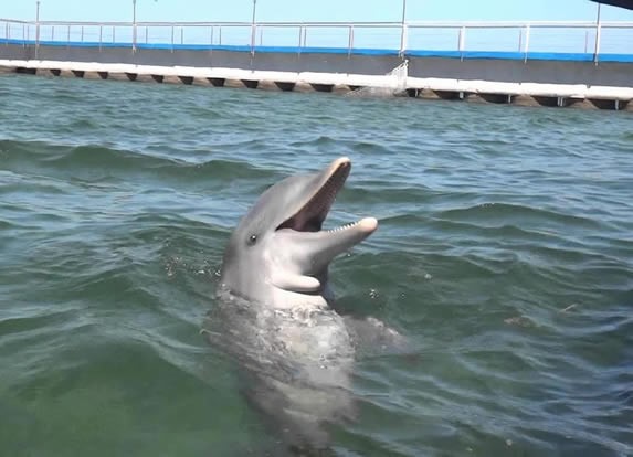 gray dolphin swimming in the pond