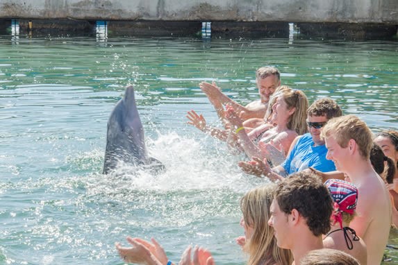 Tourists bathing with dolphins in Varadero