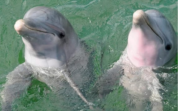 delfines en la laguna