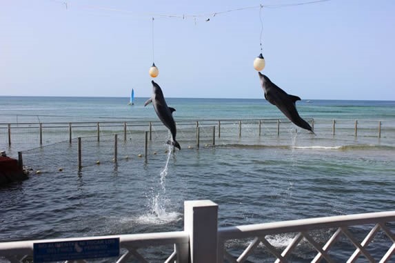 espectáculo de delfines saltando 