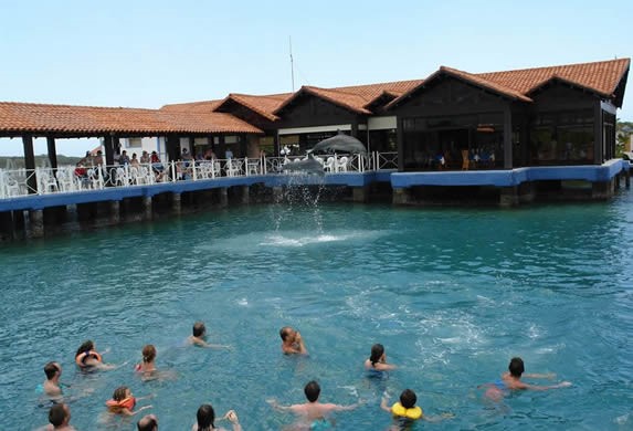 turistas nadando con delfines en el mar