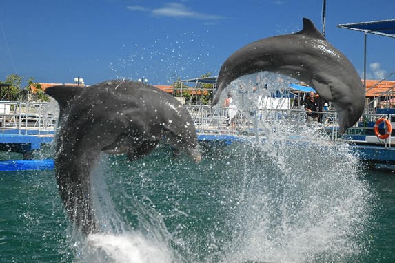 Espectáculo en el delfinario de Varadero