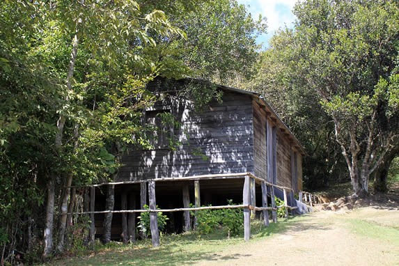 cabaña de madera con vegetación alrededor