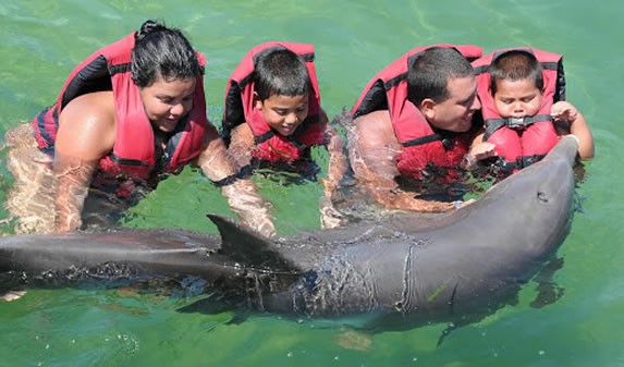 tourists swimming with dolphins