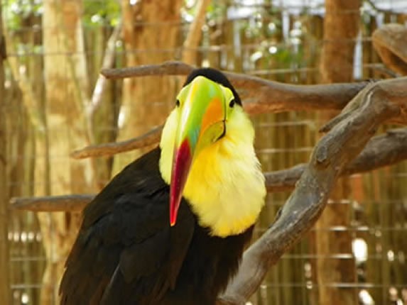 Animals in Aktun Chen, Riviera Maya