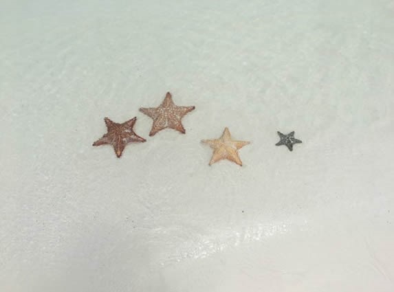 estrellas de mar en el agua de la playa