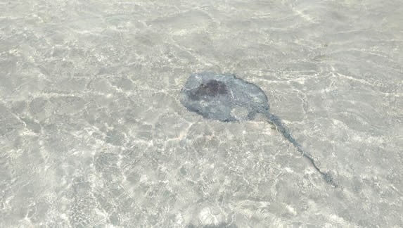 mantarraya en el agua del mar