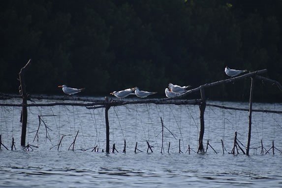 Animales en el monte Cabaniguan, Las Tunas 