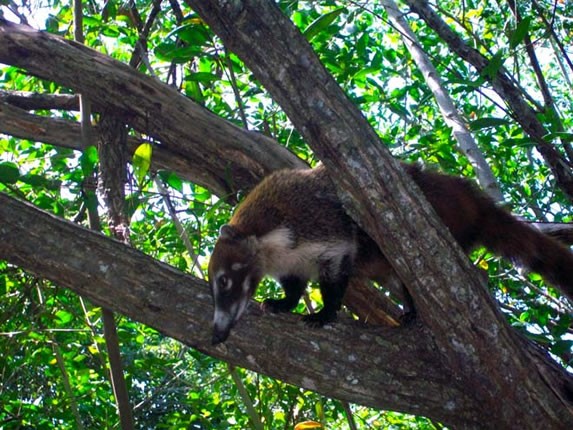 Animals that live in the park