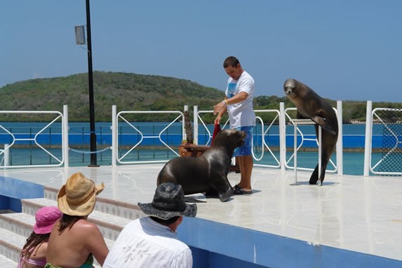 leones marinos jugando con entrenador del acuario