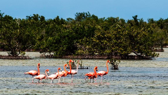 lagoon with pink flamingos and vegetation 
