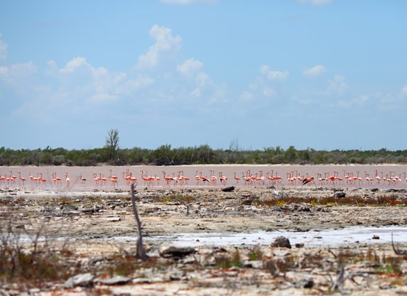 View of flamingos in Santa Lucia