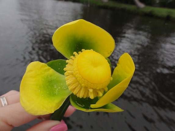 hand holding a yellow flower in a lagoon