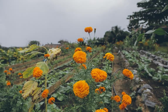 huerta rodeada de vegetación y flores