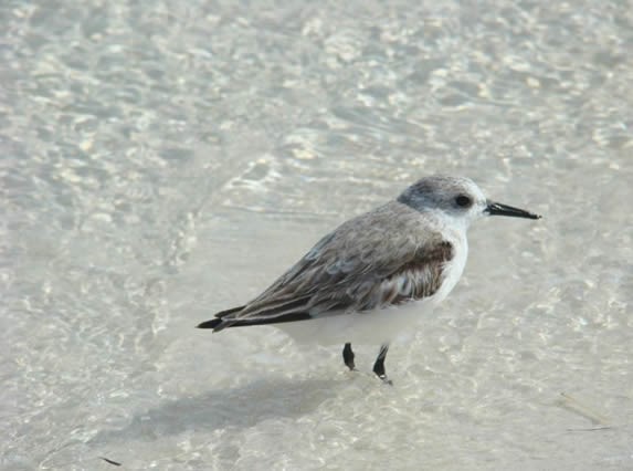 black and white seagull in the water