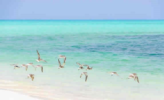gaviotas volando en la playa