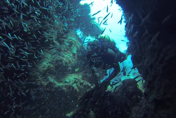 underwater diver surrounded by sardines