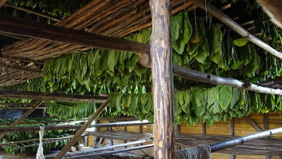 tobacco leaves hung under guano roof