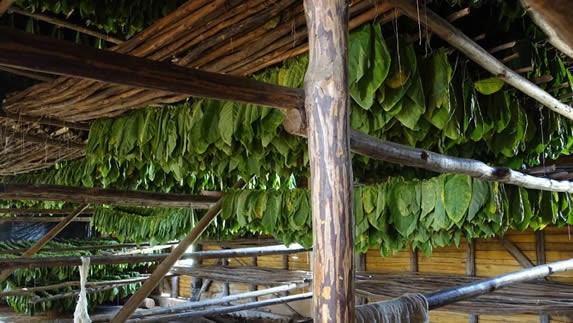 hojas de tabaco colgadas bajo techo de guano