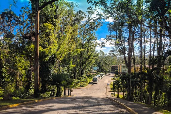 calle de entrada rodeada de pinos y vegetación