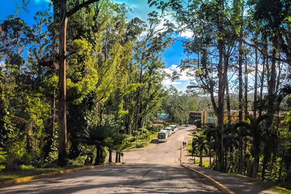 Entrance street surrounded by pine trees