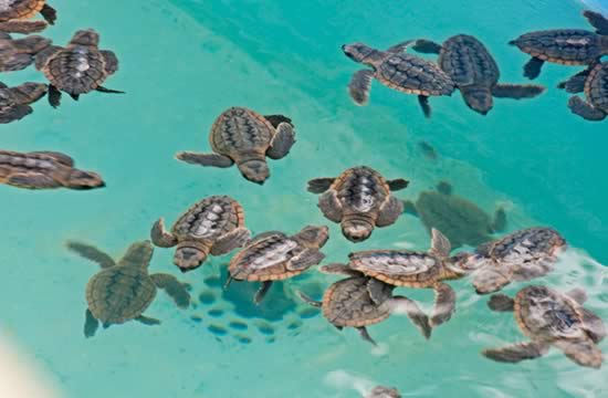 Hotel Sol Cayo Largo sea turtles