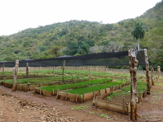 small orchard with mountains in the background