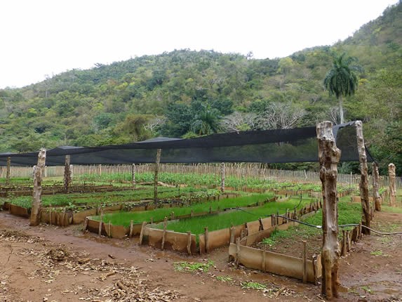 small orchard with mountains in the background