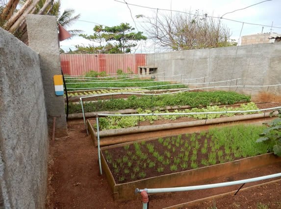 restaurant garden with planted vegetables