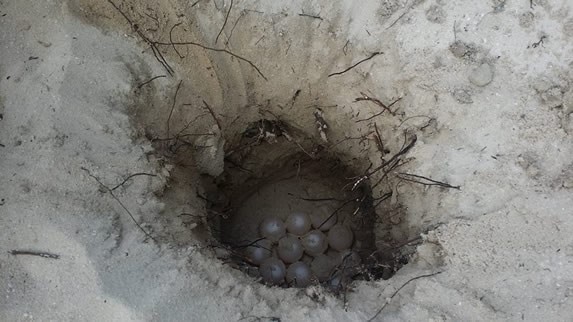 hole in the sand with round white eggs