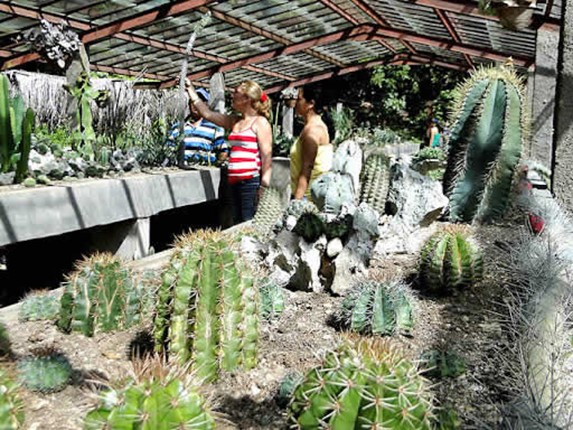 Cactus en el jardín botánico de Granma