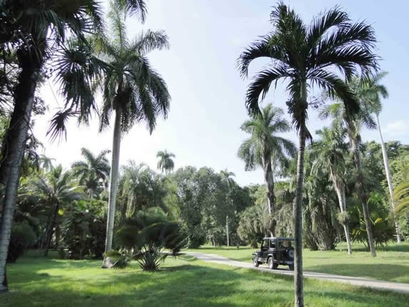 Palmas en el jardín botánico de Granma